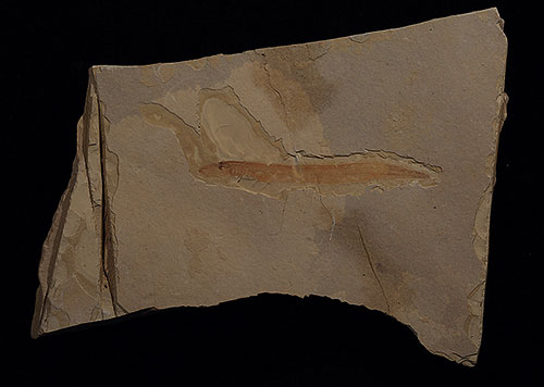 中国宣州魚化石 展览图片